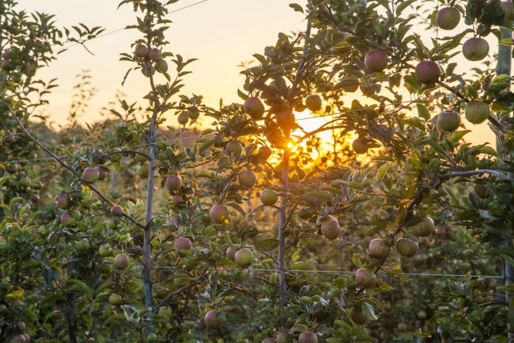 Le verger et les pommes, coucher de soleil