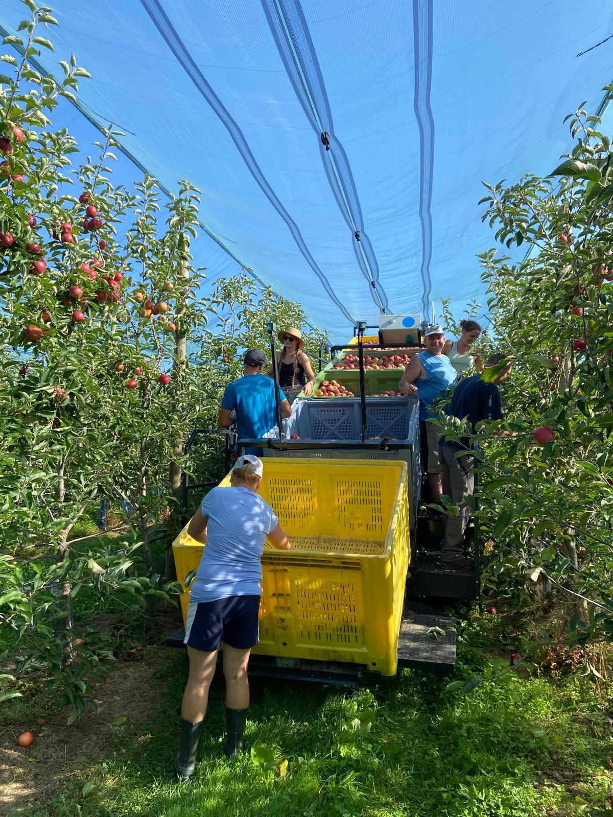Nos cueilleurs de pommes au sein de nos vergers