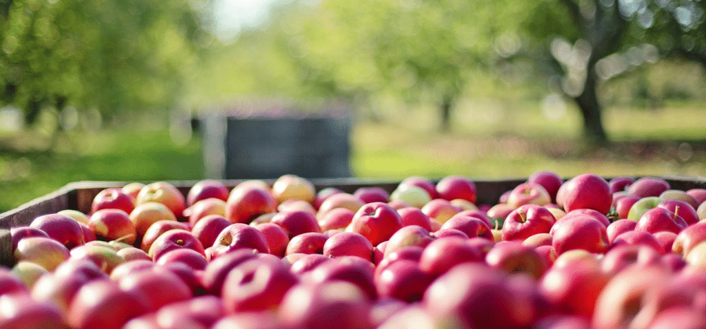Pommes dans les vergers, histoire familiale