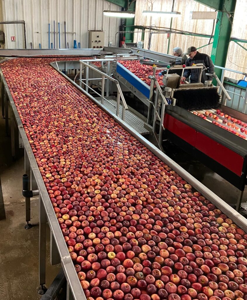 Calibrage des pommes pour la fabrication de nos gourdes de pommes
